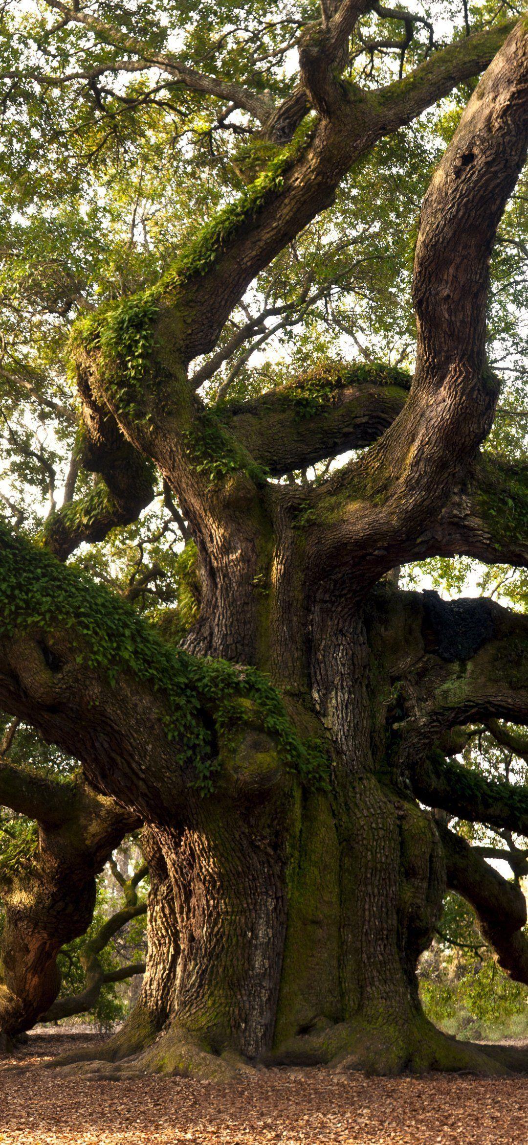 Angel Oak Tree Wallpapers Top Free Angel Oak Tree Backgrounds 5010296