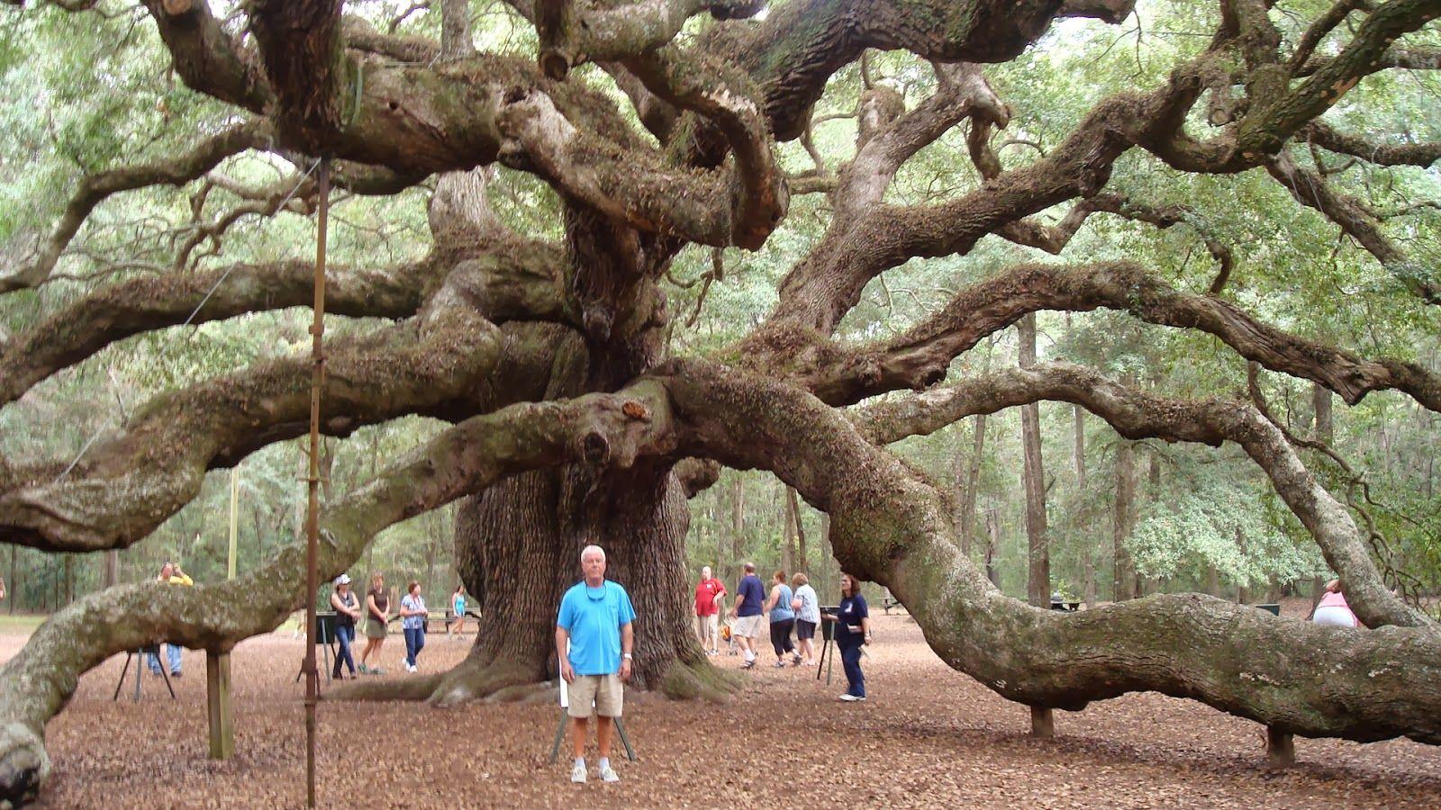 Angel Oak Tree Wallpapers Top Free Angel Oak Tree Backgrounds 5010311