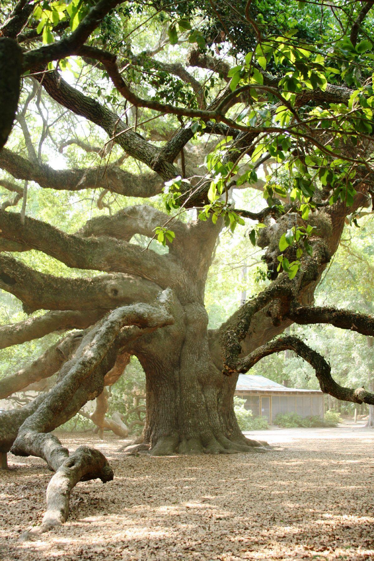 Angel Oak Tree Wallpapers - Top Free Angel Oak Tree Backgrounds