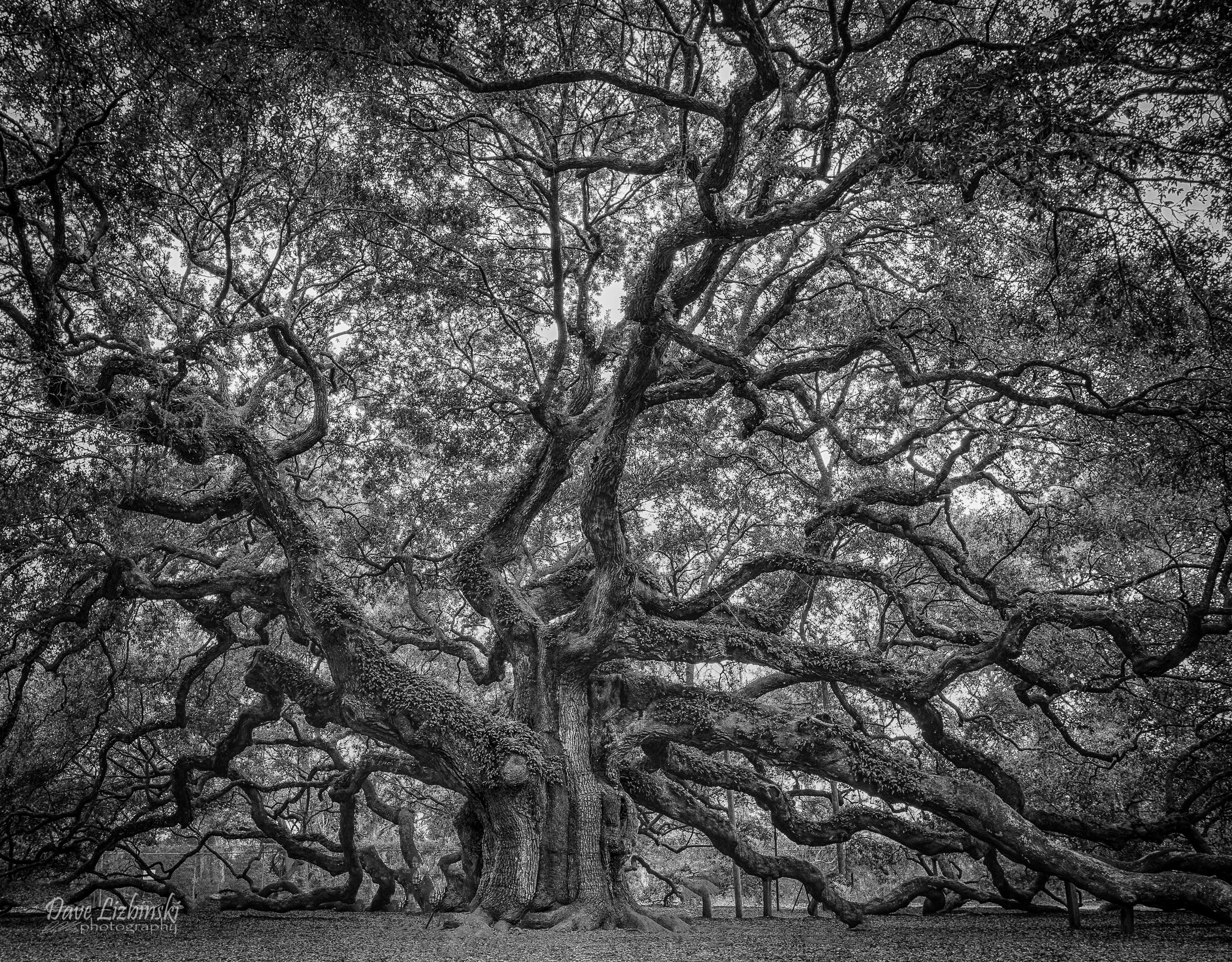 4255x3325 angel oak tree 4k ultra HD wallpaper High quality walls