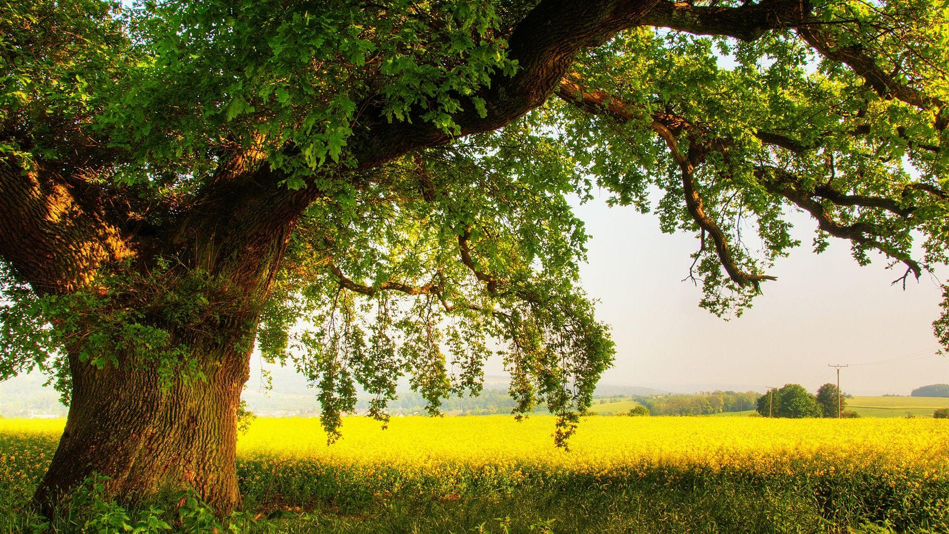 1920x1080 Oak Tree s wallpaperx1080