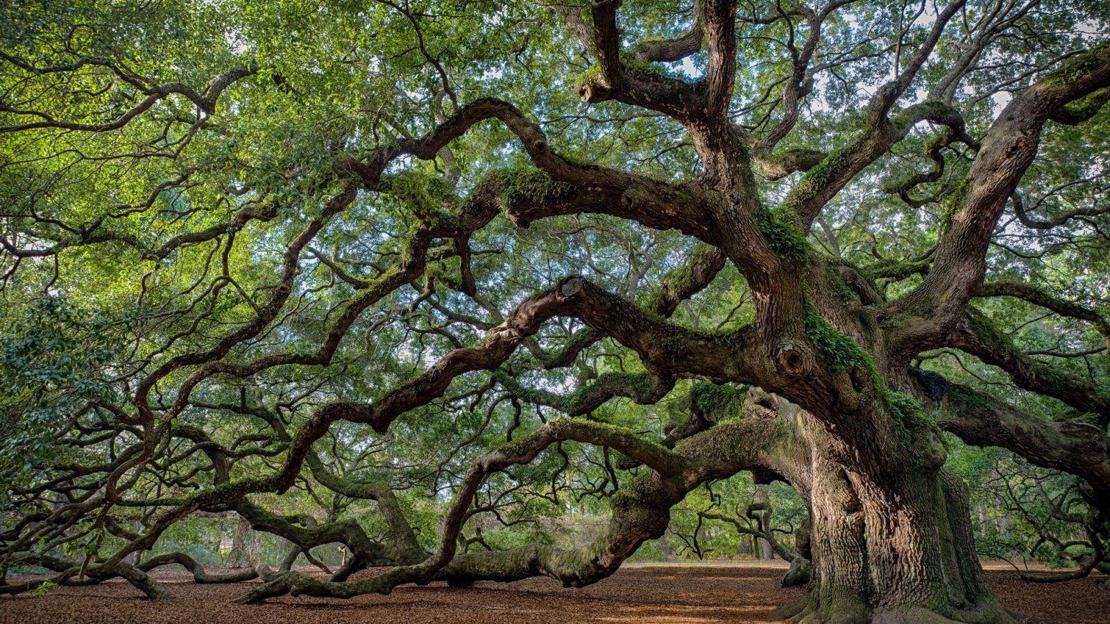 1600x900 Live oak