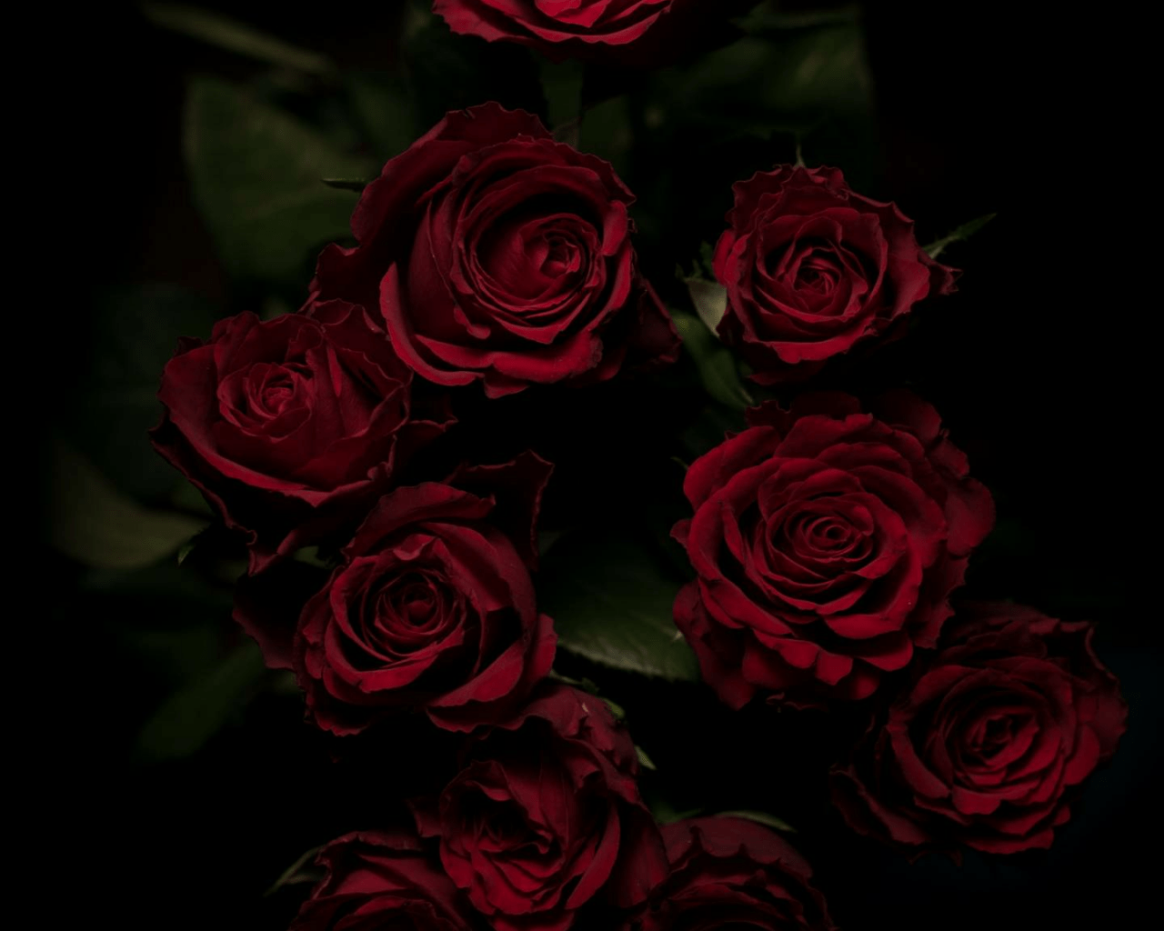 Aesthetic Black and Red Rose Wallpapers Top Free Aesthetic Black and