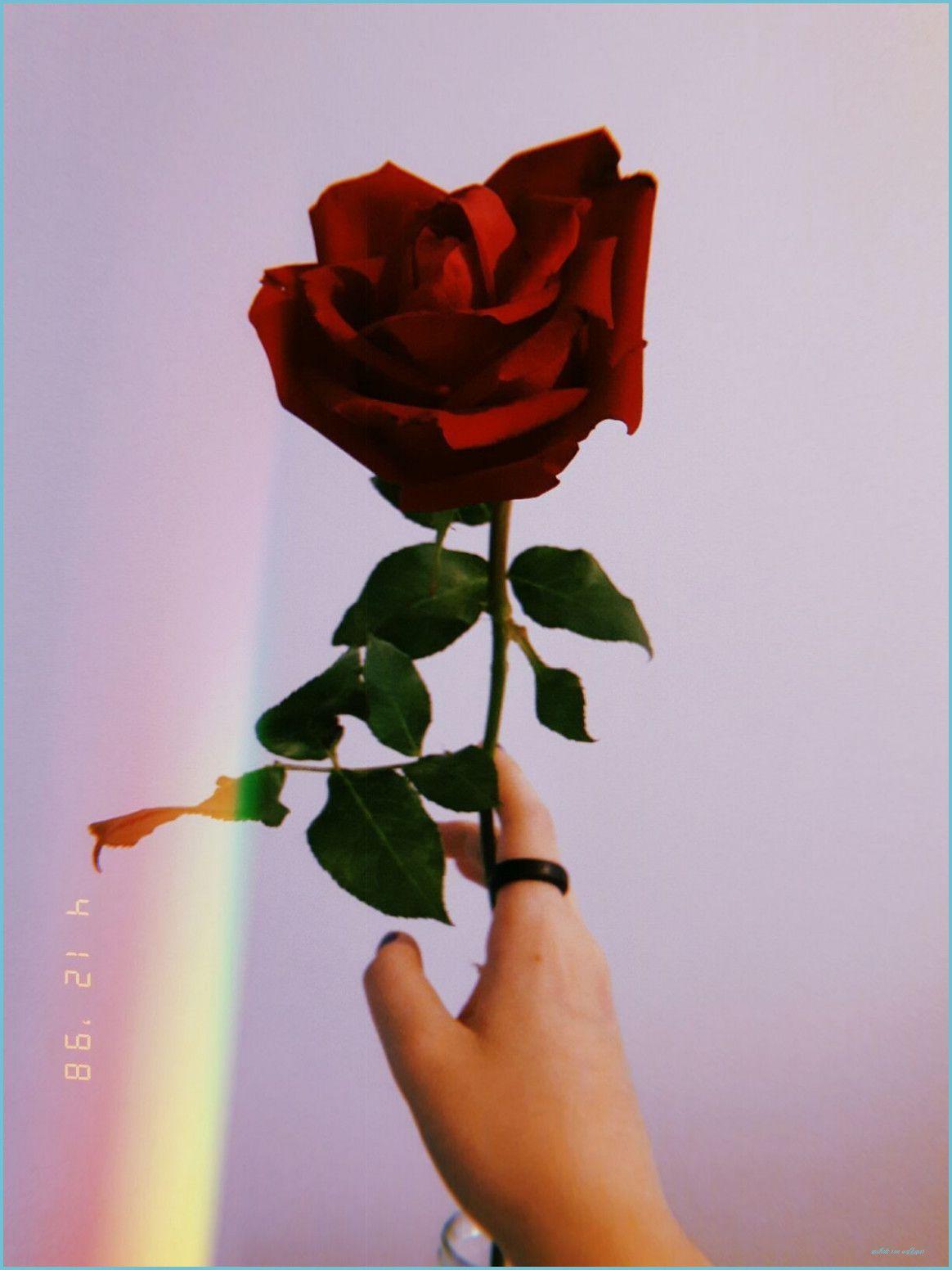 1164x1552 Sad Rose Aesthetic Wallpaper Free Sad Rose Aesthetic rose wallpaper