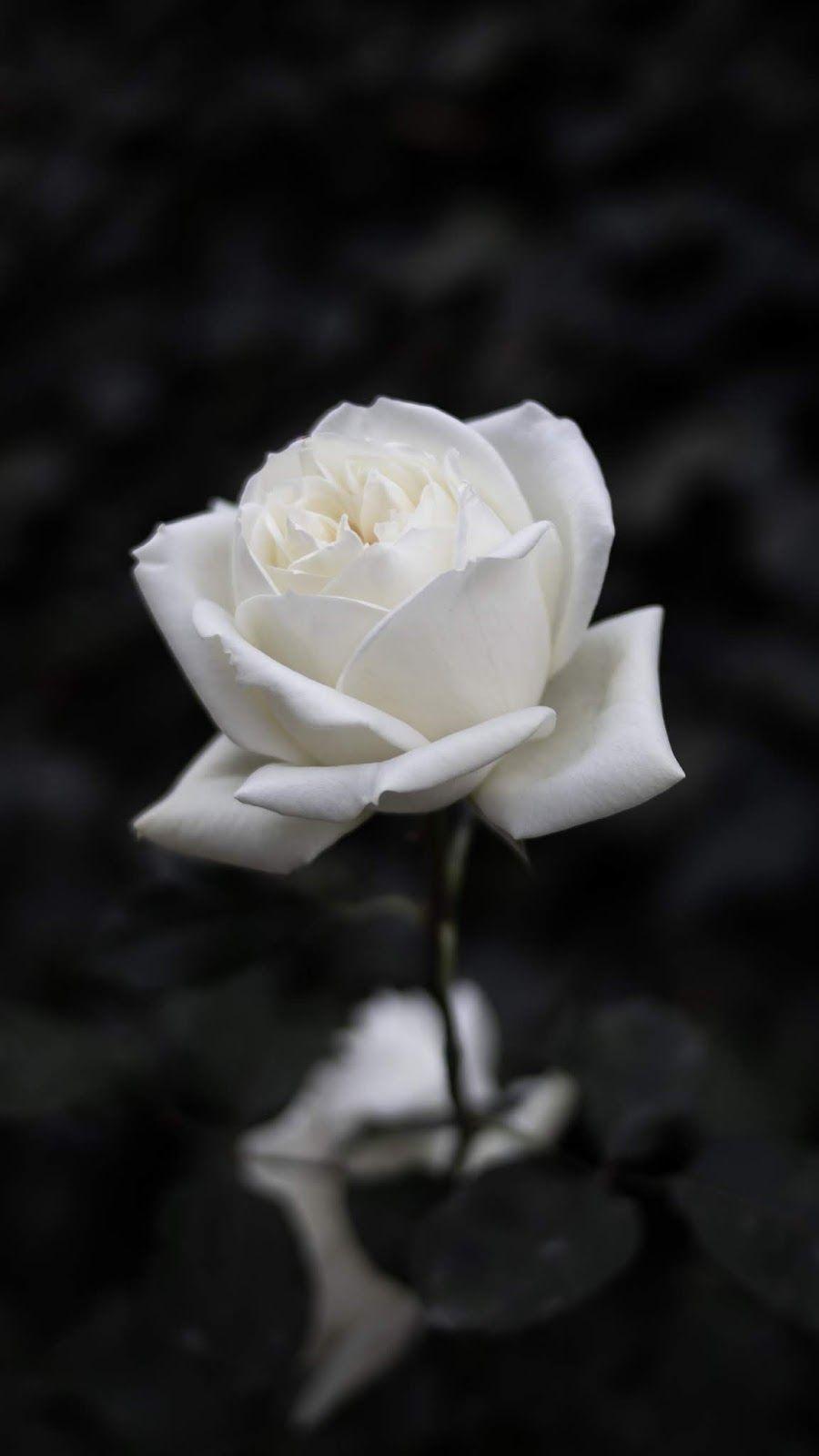 900x1600 Black And White Aesthetic Roses Wallpaper