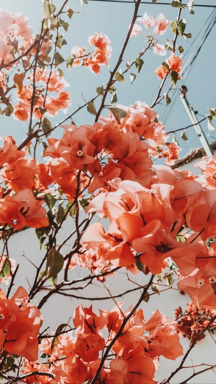 736x1308 Pretty coral bougainvillea bush tree. Bougainvillea landscaping. - #Aestheticfondos #bougainvillea. Flower iphone wallpaper, Flower aesthetic, Flowers photography