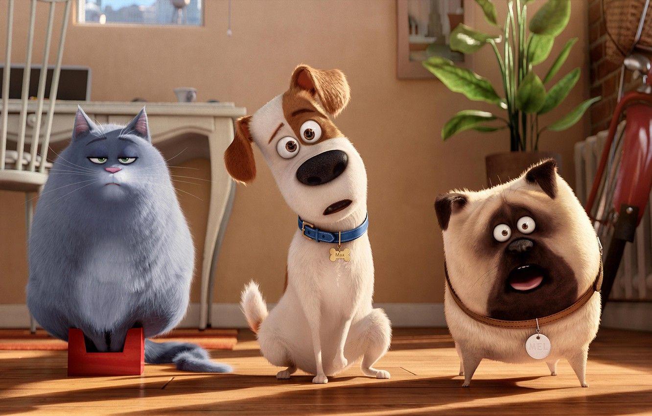 1332x850 Wallpaper Dog, Cat, View, Max, Room, Cartoon, Chloe, Animals, Mel, The Secret Life of Pets image for desktop, section фильмы
