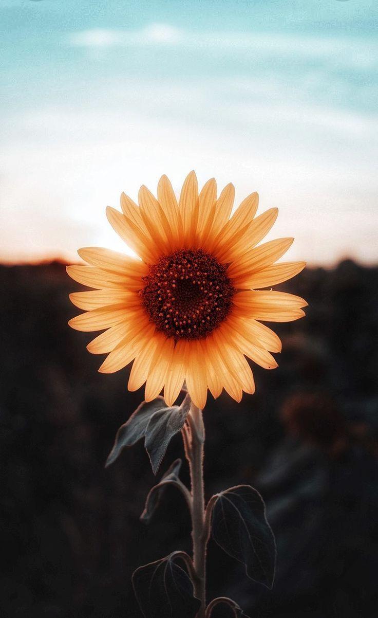 736x1202 Sunflower Wallpaper iPhone, HD Wallpaper & Background Sunflowers Cute