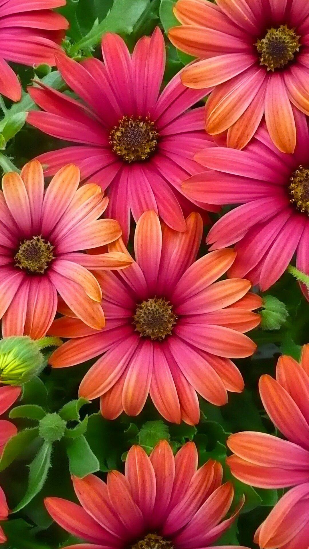1080x1920 Flores. Flower phone wallpaper, Amazing flowers, Flower background