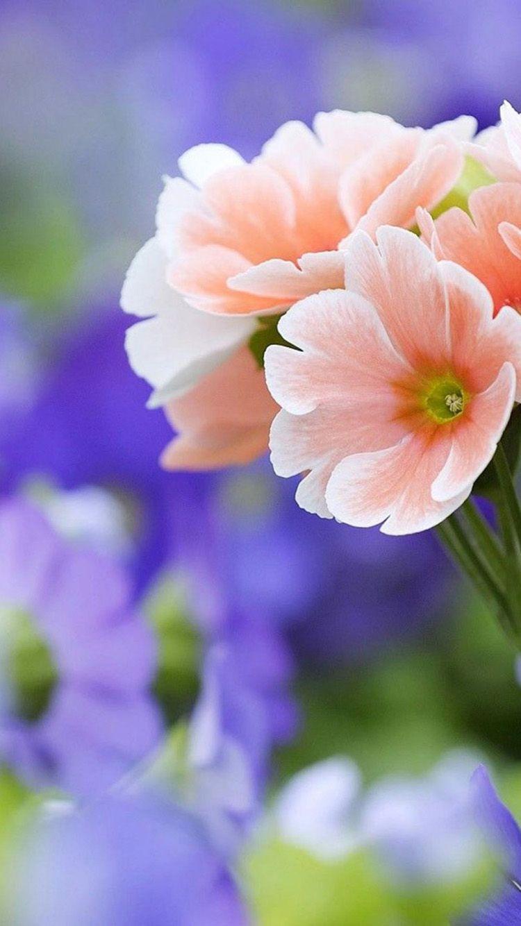 750x1334 Free download Beautiful coral flowers iPhone 6 Wallpaper HD Wallpaper For iPhone [750x1334] for your Desktop, Mobile & Tablet. Explore Coral Flowered Wallpaper. Coral Reef Wallpaper for Walls, Sea