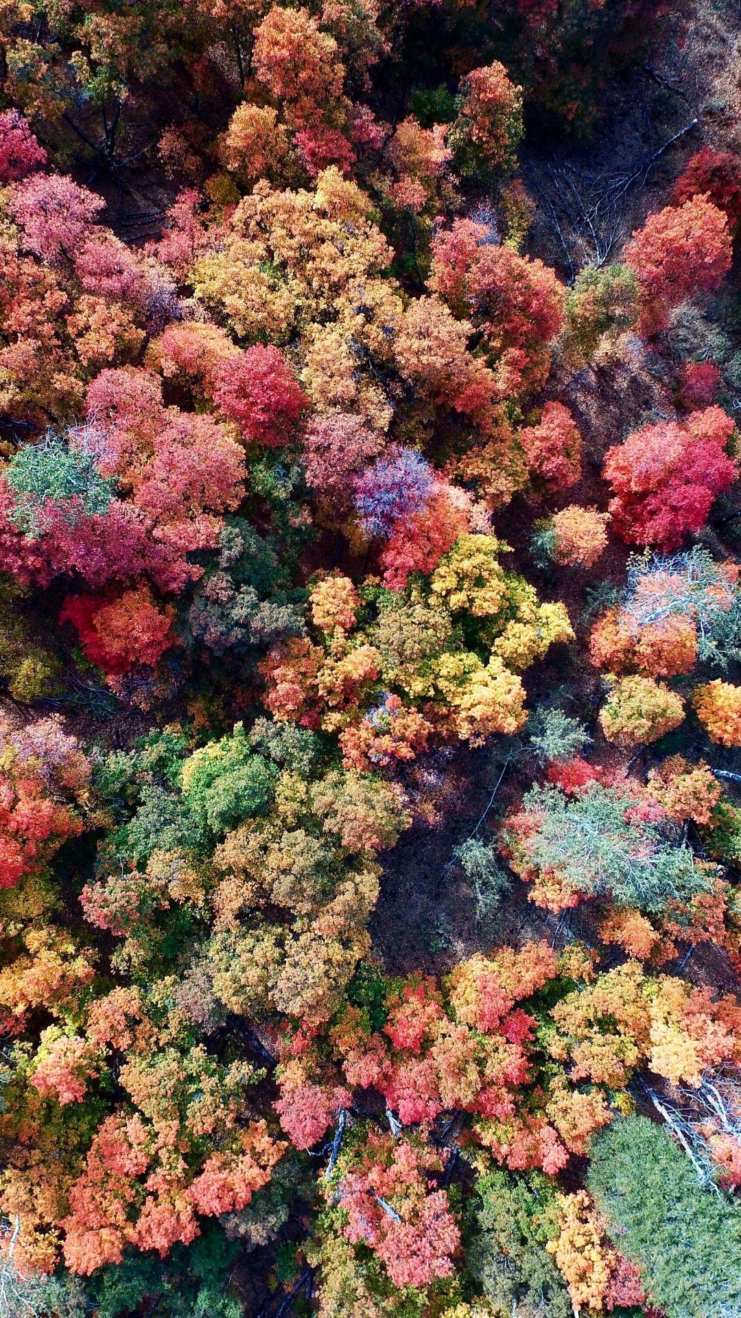 1080x1920 Colors of Fall iPhone Wallpaper