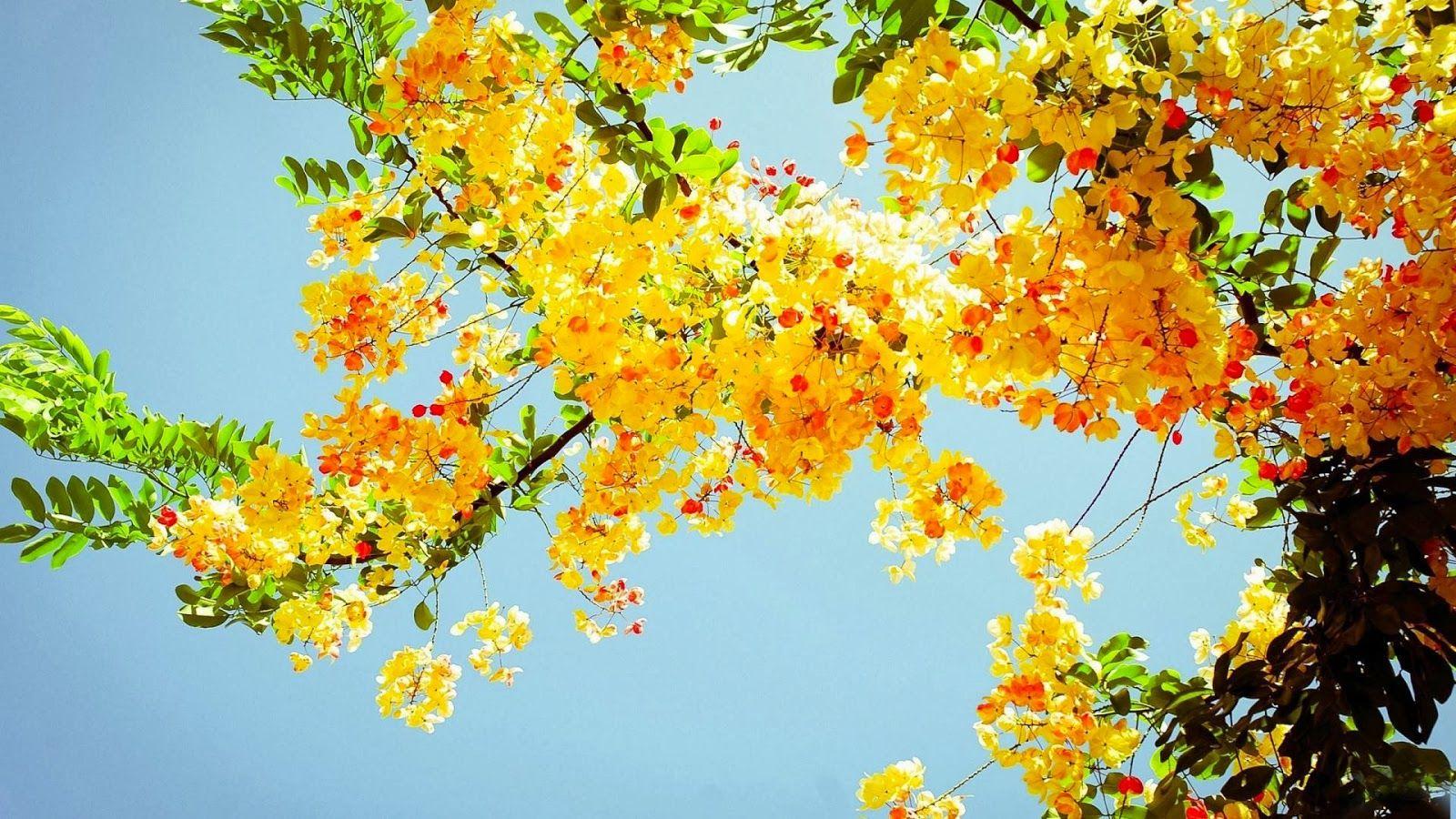 1600x900 Free download wallpaper and make this Summer flowers wallpaper for your desktop [1600x900] for your Desktop, Mobile & Tablet. Explore Beautiful Fall Flowers Laptop Wallpaper. Beautiful Autumn Wallpaper, Beautiful
