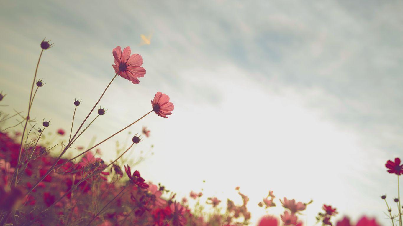 1366x768 Download wallpaper 1366x768 cosmos, flower, bloom, flower bed, sky, summer tablet, laptop HD background