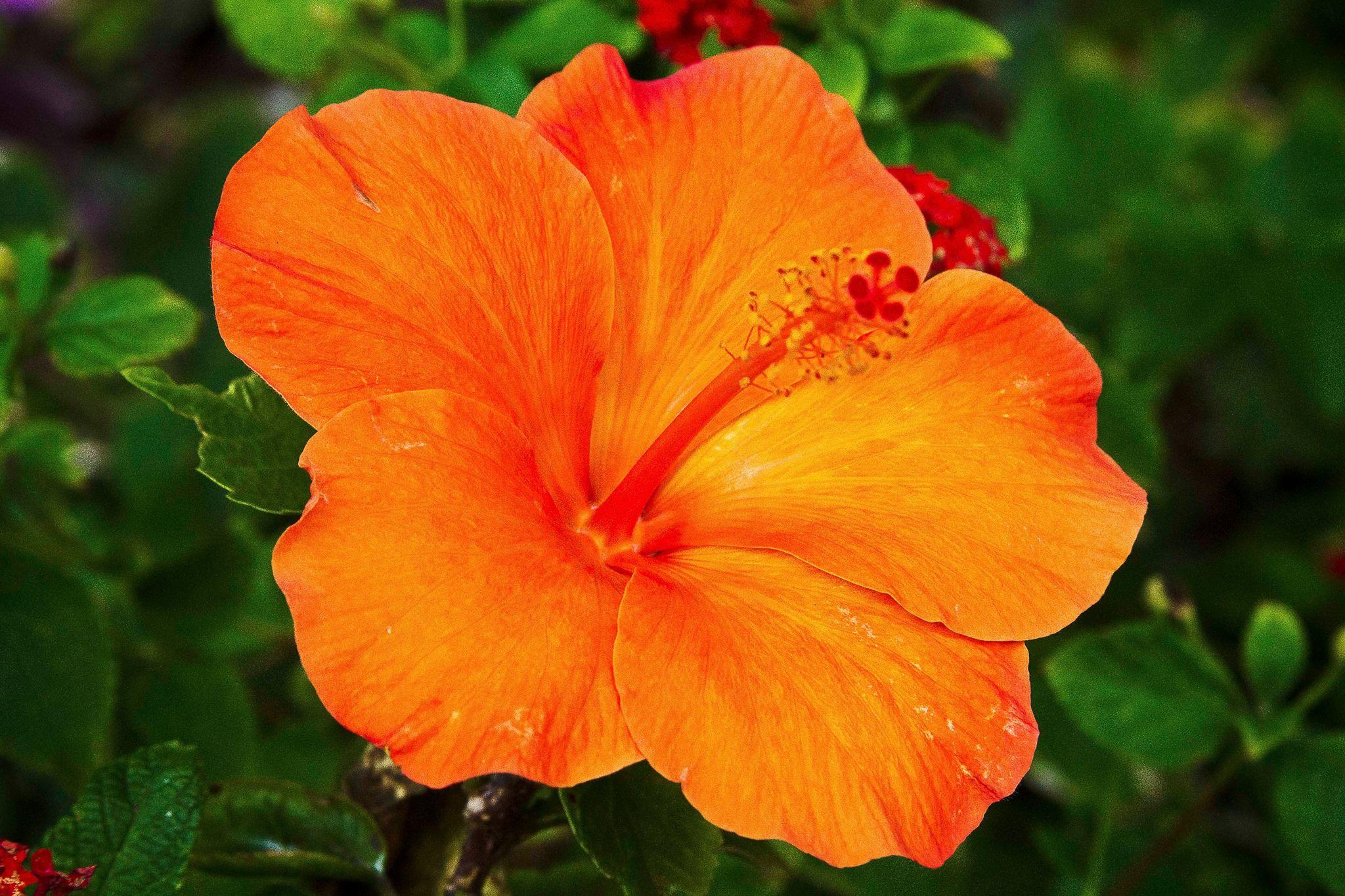 2048x1365 Hibiscus Wallpaper For Laptop Aloha Orange Hibiscus