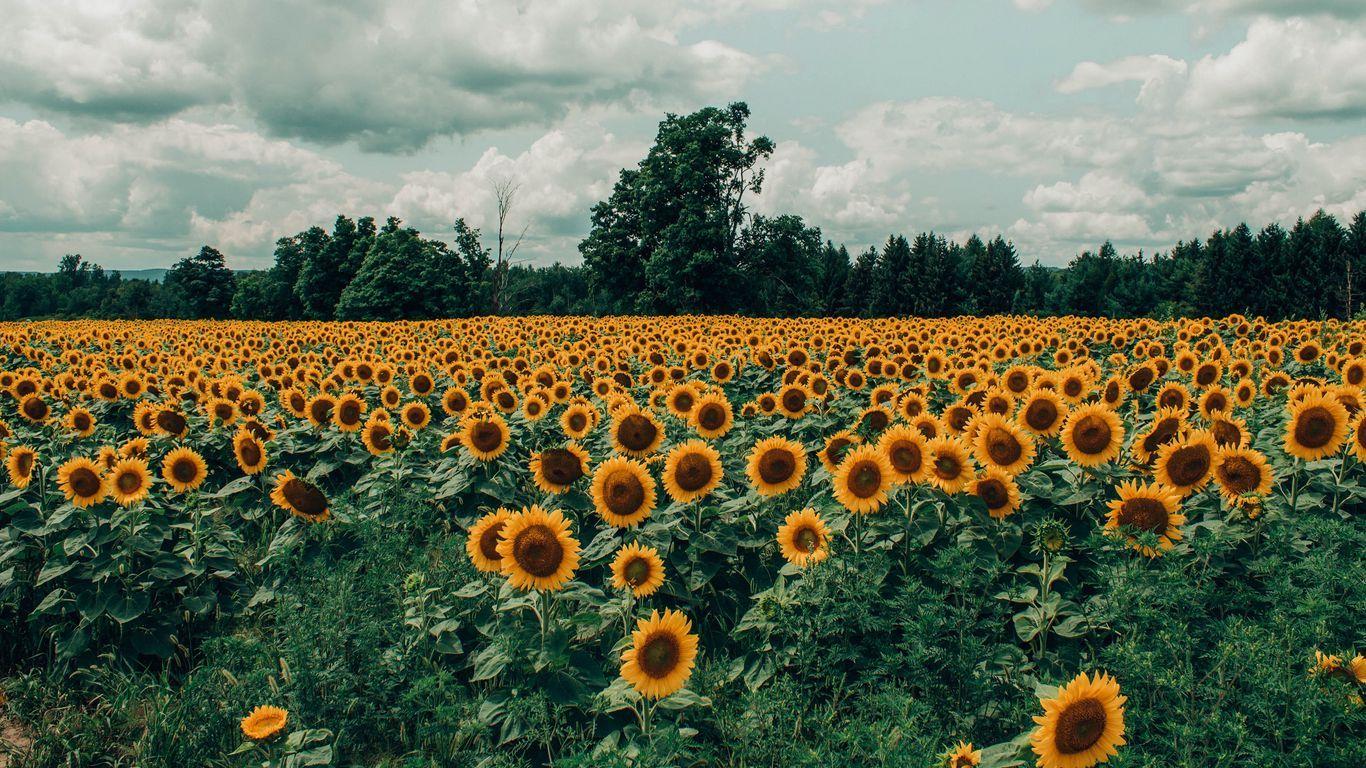 1366x768 Download wallpaper 1366x768 sunflowers, field, flowers, bloom, summer, clouds tablet, laptop HD background