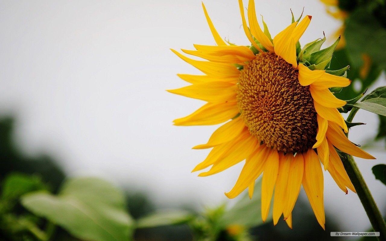 1280x800 Free Wallpaper Flower wallpaper Brilliant 1