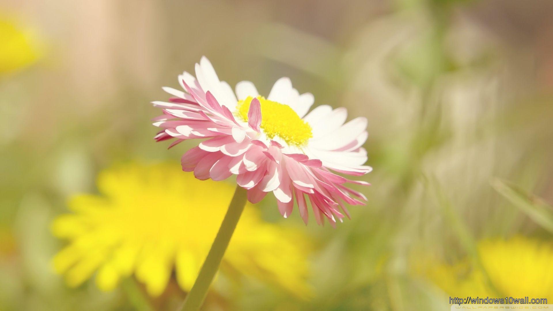 1920x1080 Beautiful Summer Flower HD Wallpaper