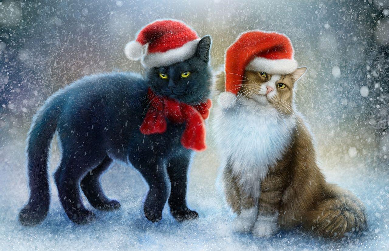 1280x826 Wallpaper Cats Christmas Two Winter hat Pictorial art animal