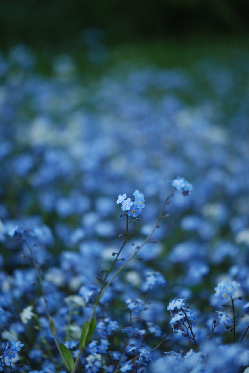 Blue Flowers Aesthetic Wallpapers - Top Free Blue Flowers Aesthetic ...