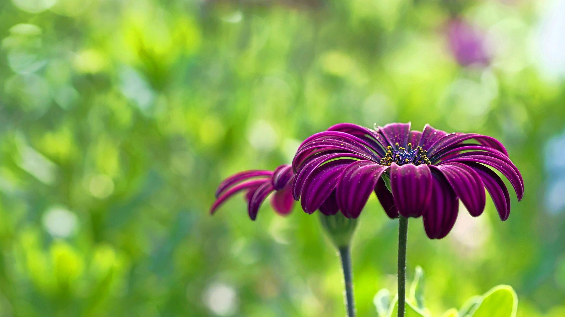 1920x1080 Summer Flowers Wallpaper For Desktop