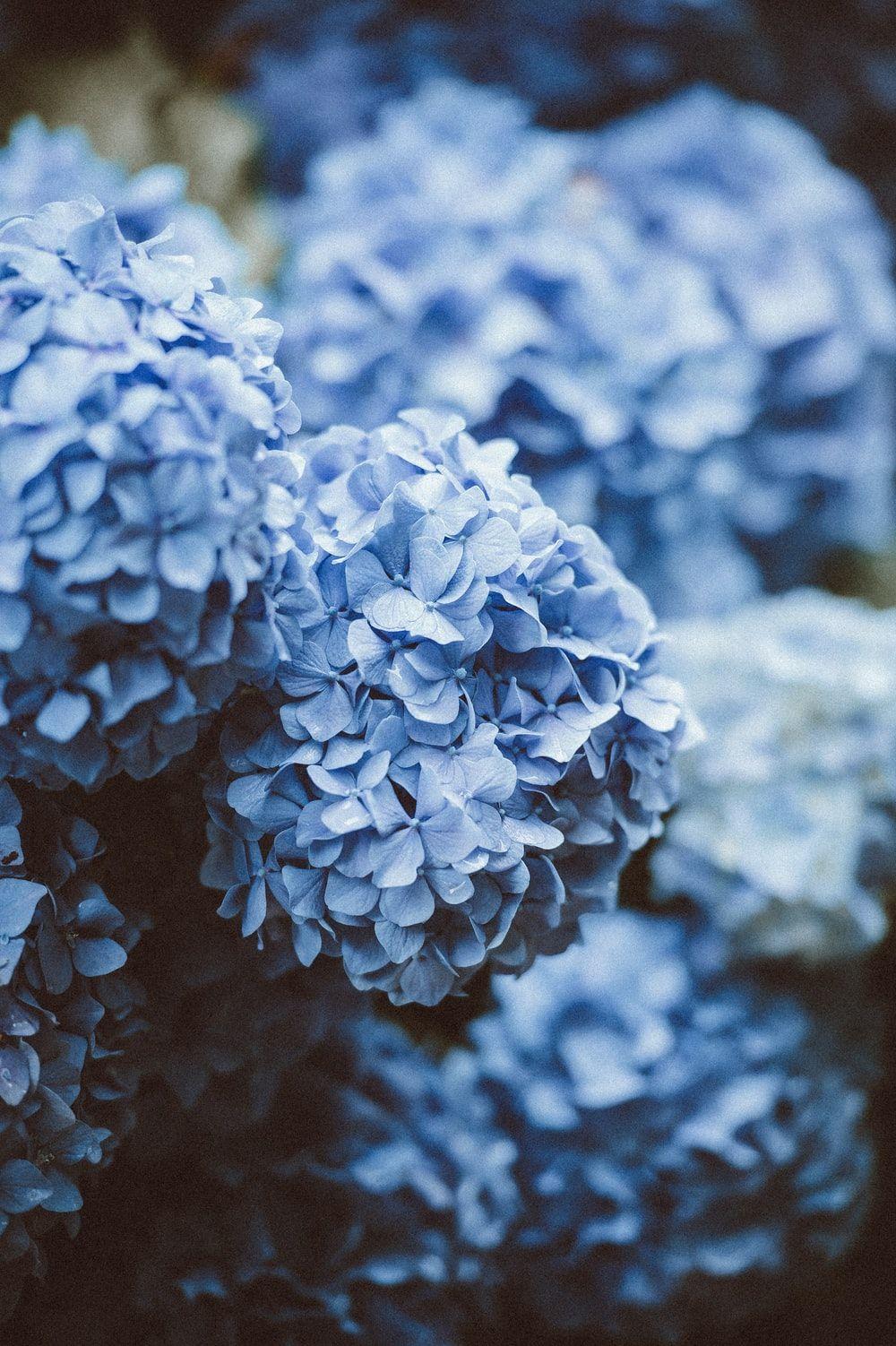 Blue Flowers Aesthetic Wallpapers - Top Free Blue Flowers Aesthetic Backgrounds - WallpaperAccess