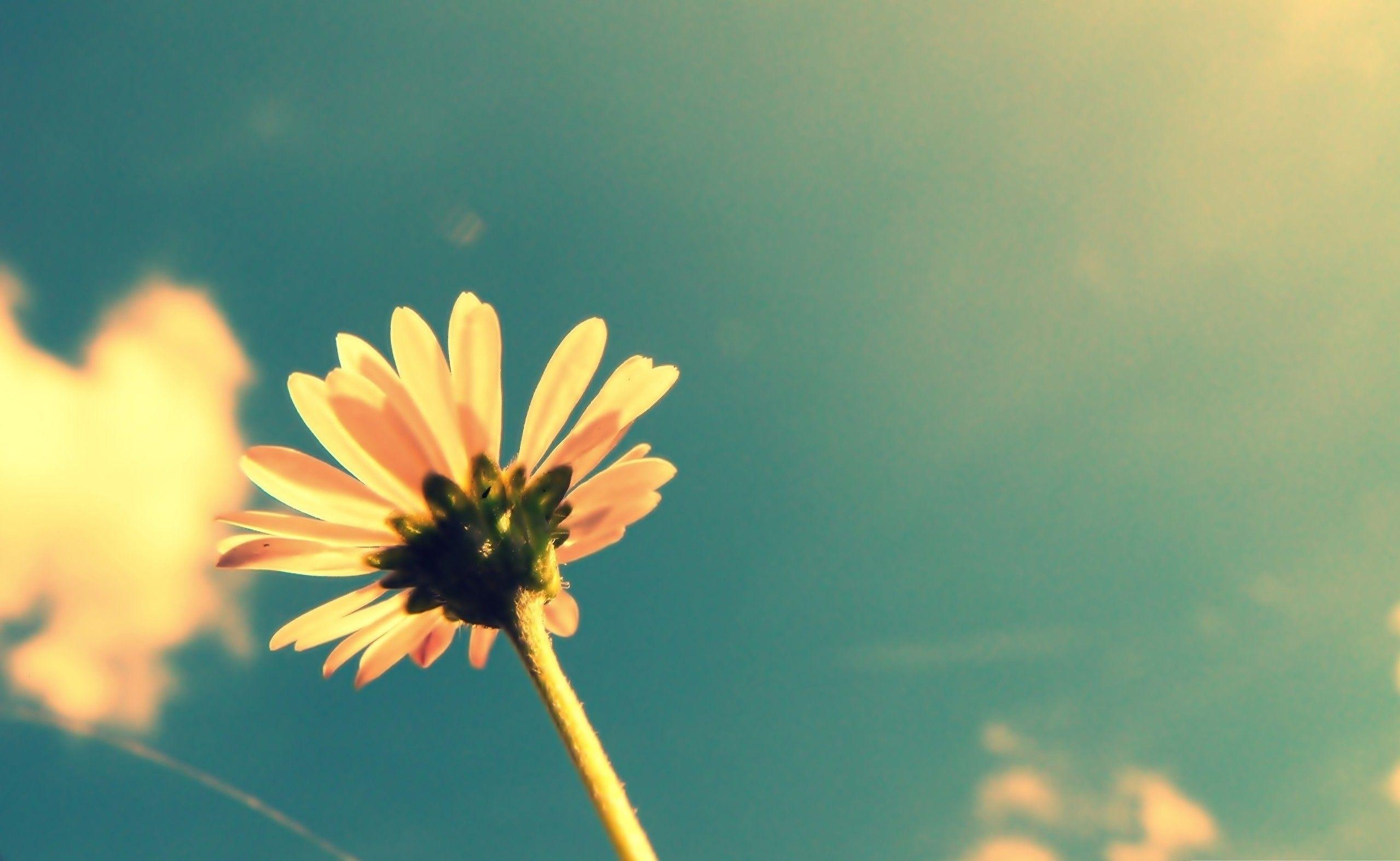 2558x1574 Summer Laptop Wallpaper