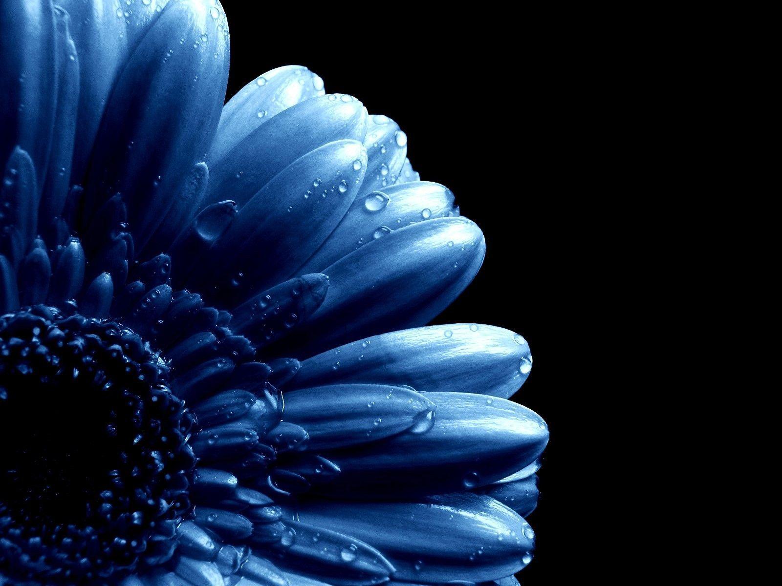 1600x1200 Dark Blue Flower Aesthetic Wallpaper