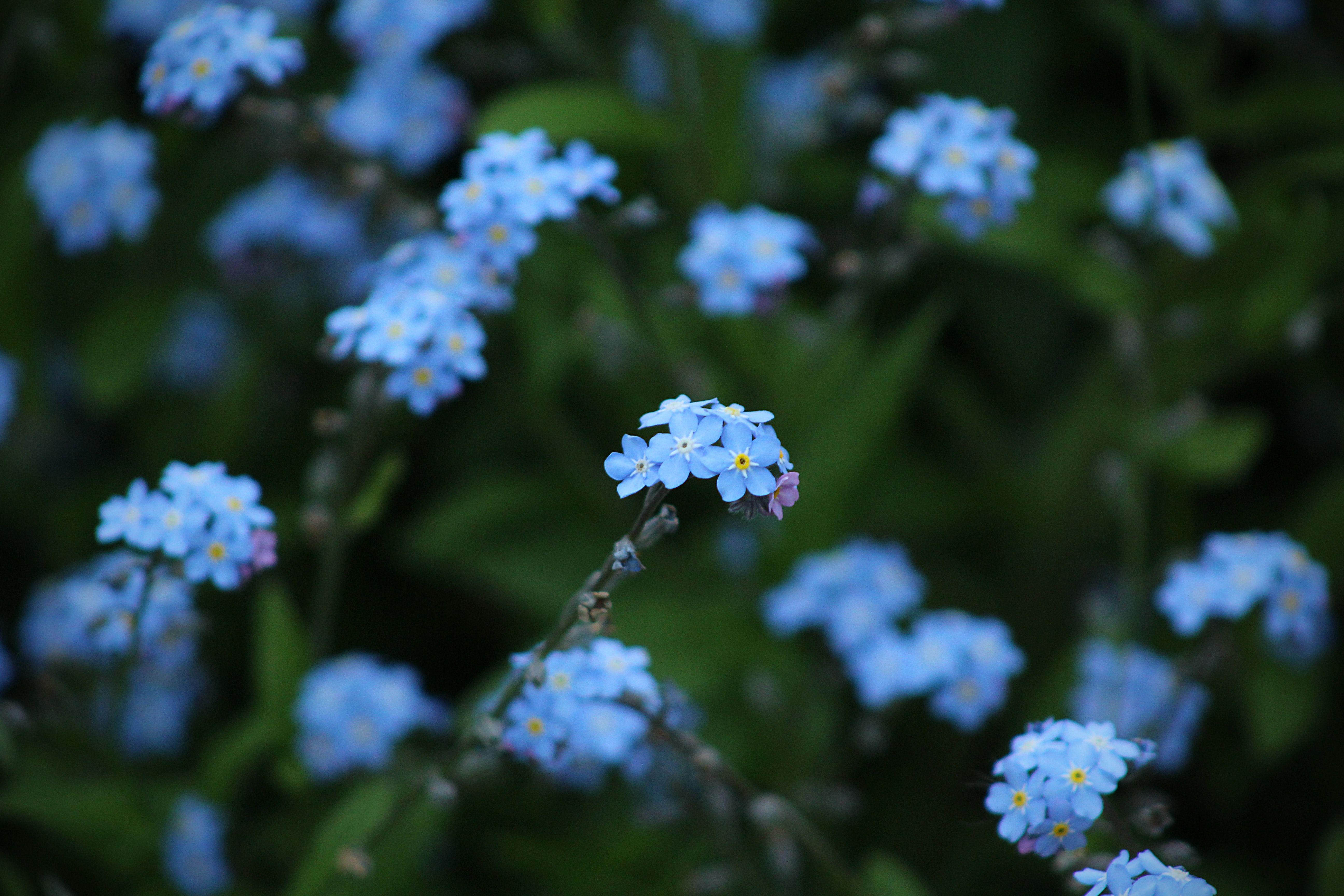 5184x3456 Aesthetic Blue Flowers Background Wallpaper & Background Download