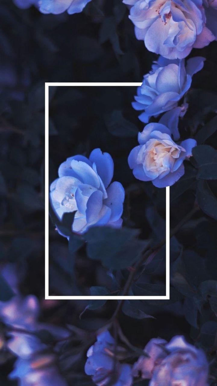 720x1280 wallpaper, purple and blue