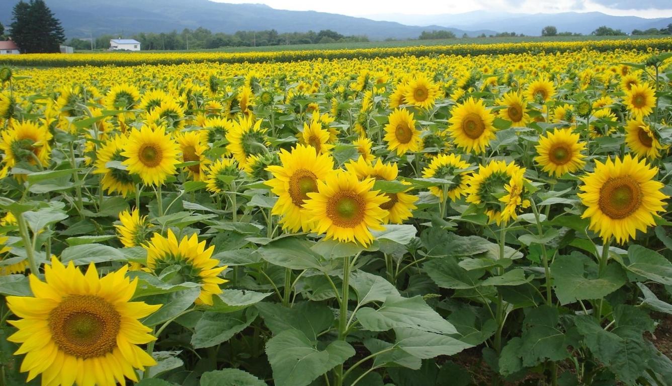 1336x768 sunflowers, field, summer HD Laptop Wallpaper, HD Flowers 4K Wallpaper, Image, Photo and Background