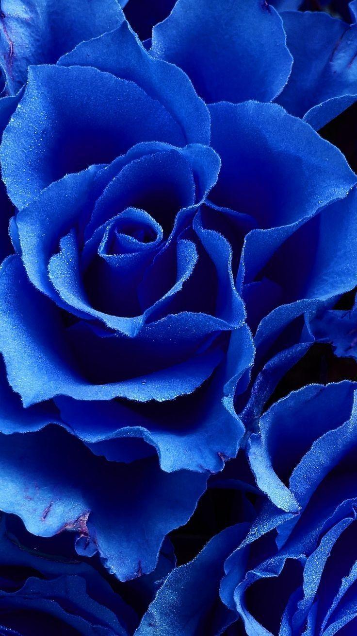 Blue Flowers Aesthetic Wallpapers - Top Free Blue Flowers Aesthetic ...