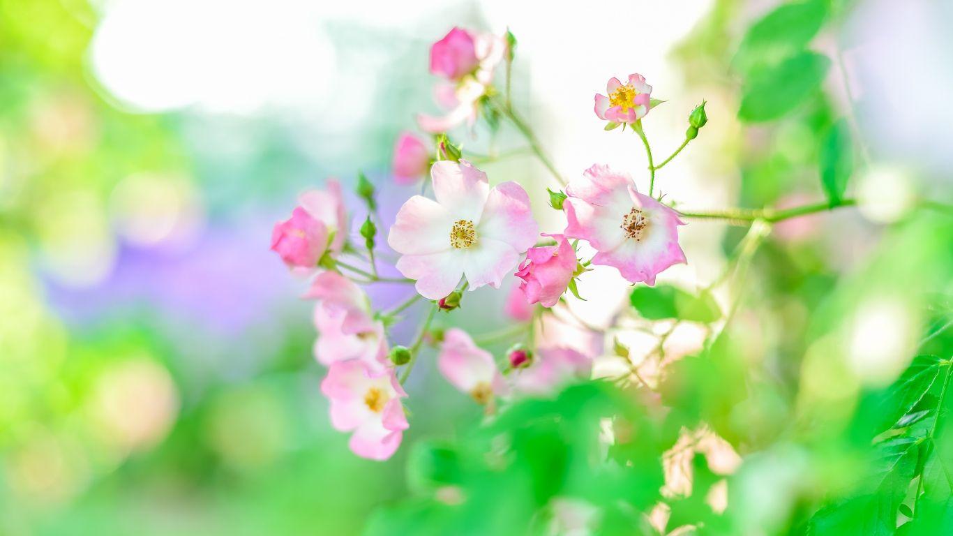 1366x768 Download 1366x768 wallpaper summer, plants, blur, portrait, flowers, tablet, laptop, 1366x768 HD image, background, 7859