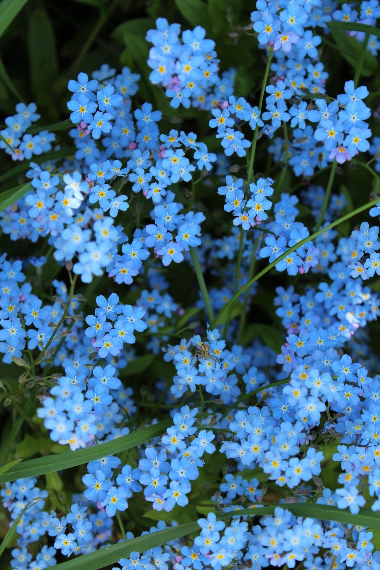 1280x1920 ablackwolfhowling. Blue flower wallpaper, Flower phone wallpaper, Flower aesthetic