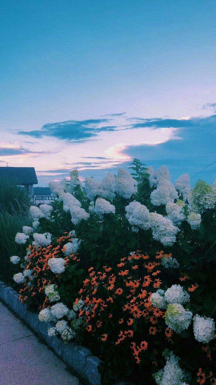 736x1309 Cute Aesthetic Wallpaper Blue Flowers