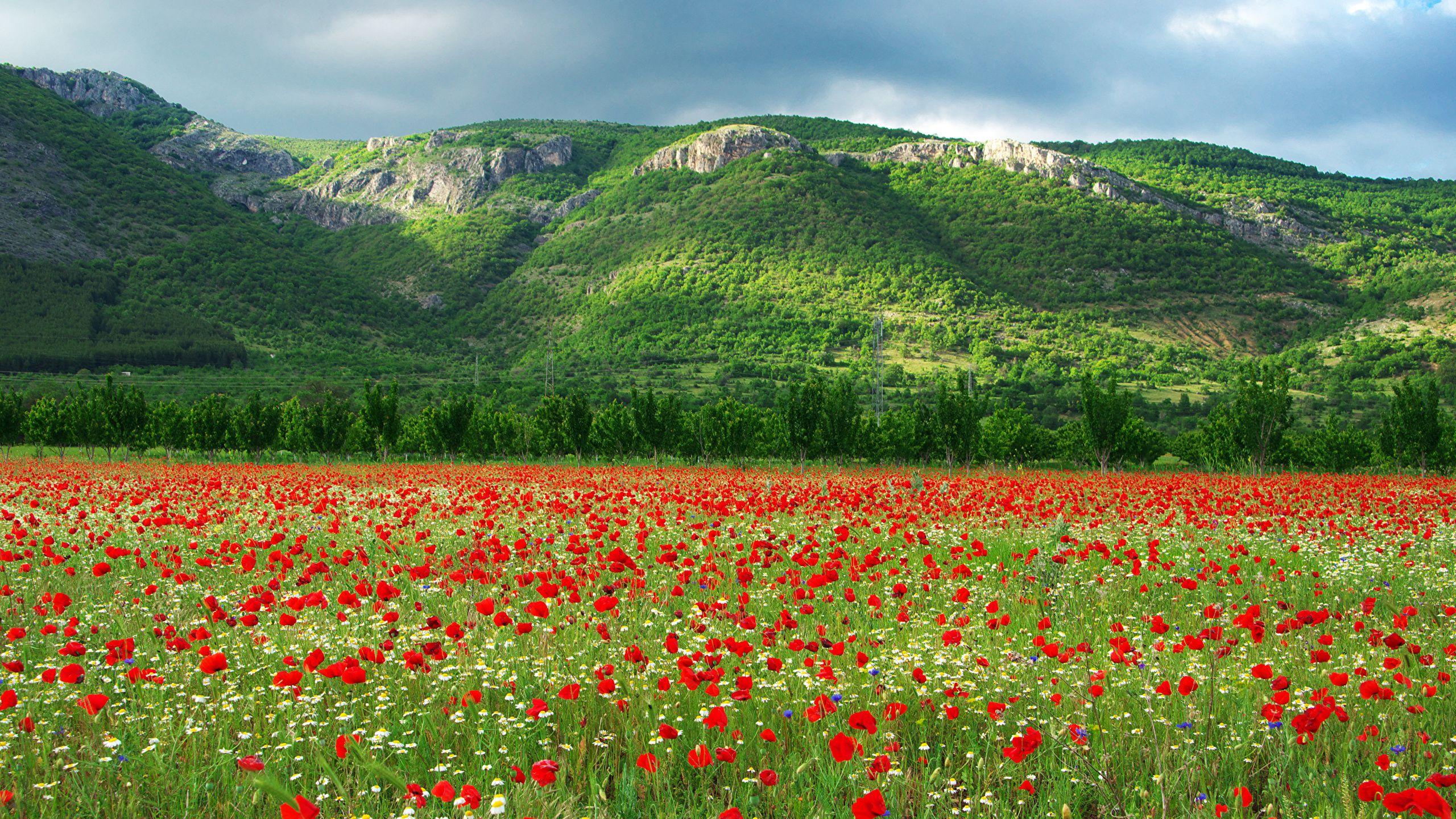 2560x1440 Wallpaper Bulgaria Kyustendil Tulips Nature Hill Fields 2560x1440