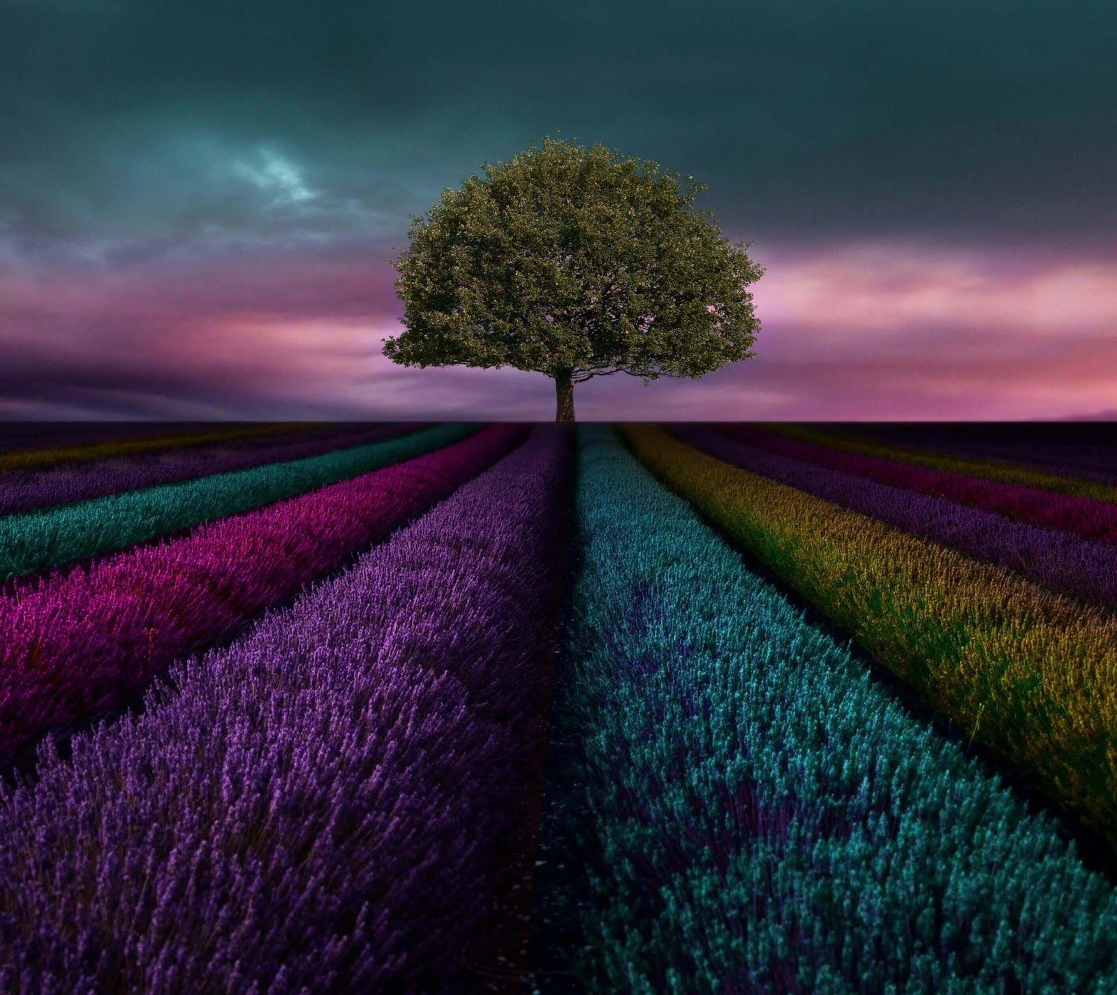 1600x1425 Quad HD Wallpaper