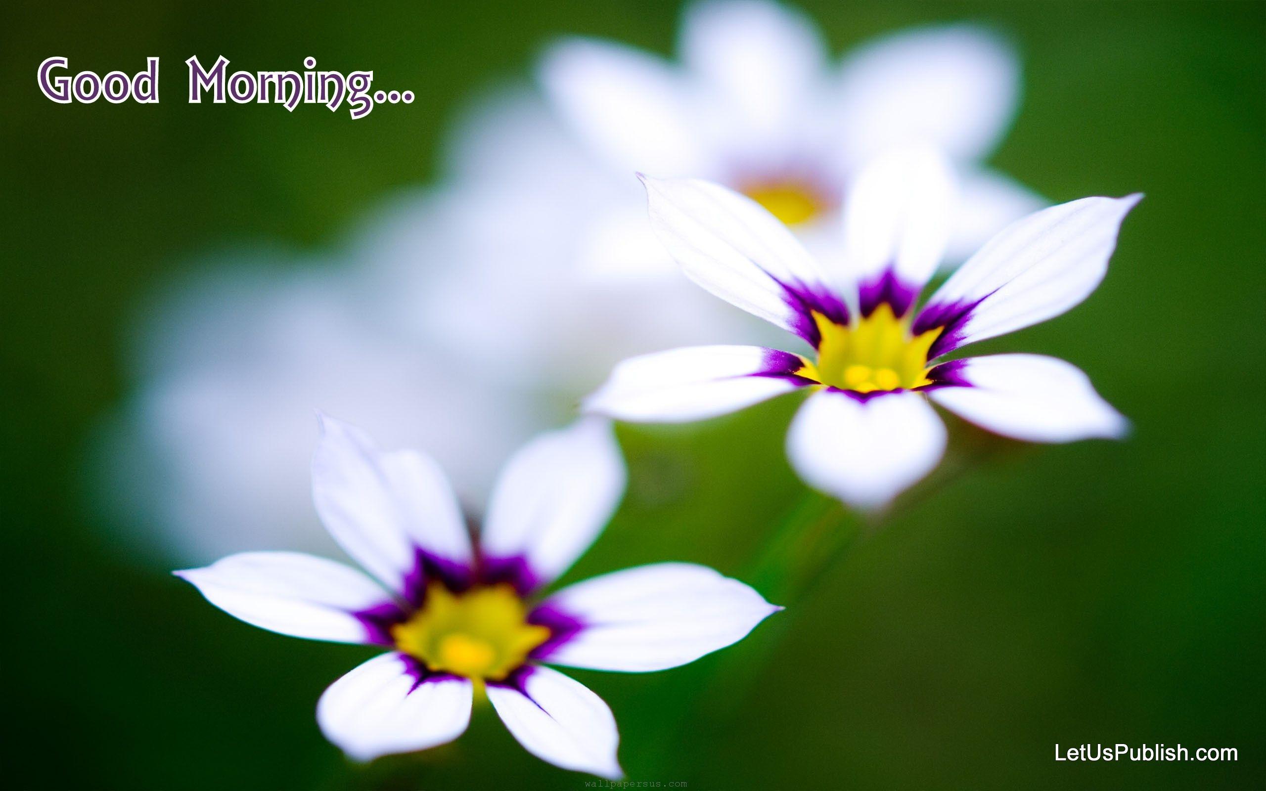 2560x1600 Good Morning Wallpaper Tải xuống miễn phí https://wallpaperaccess.com/full/5013598.jpg