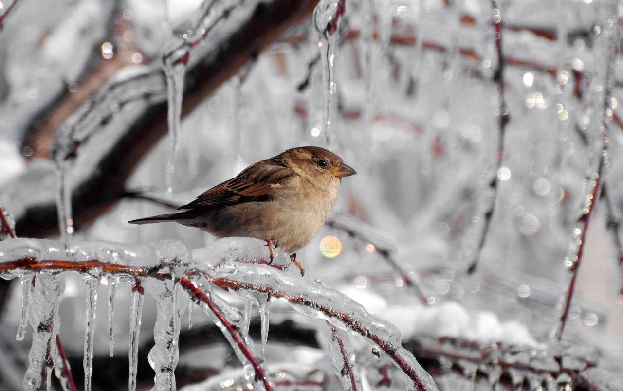 1280x804 Icicles wallpaper. Icicles