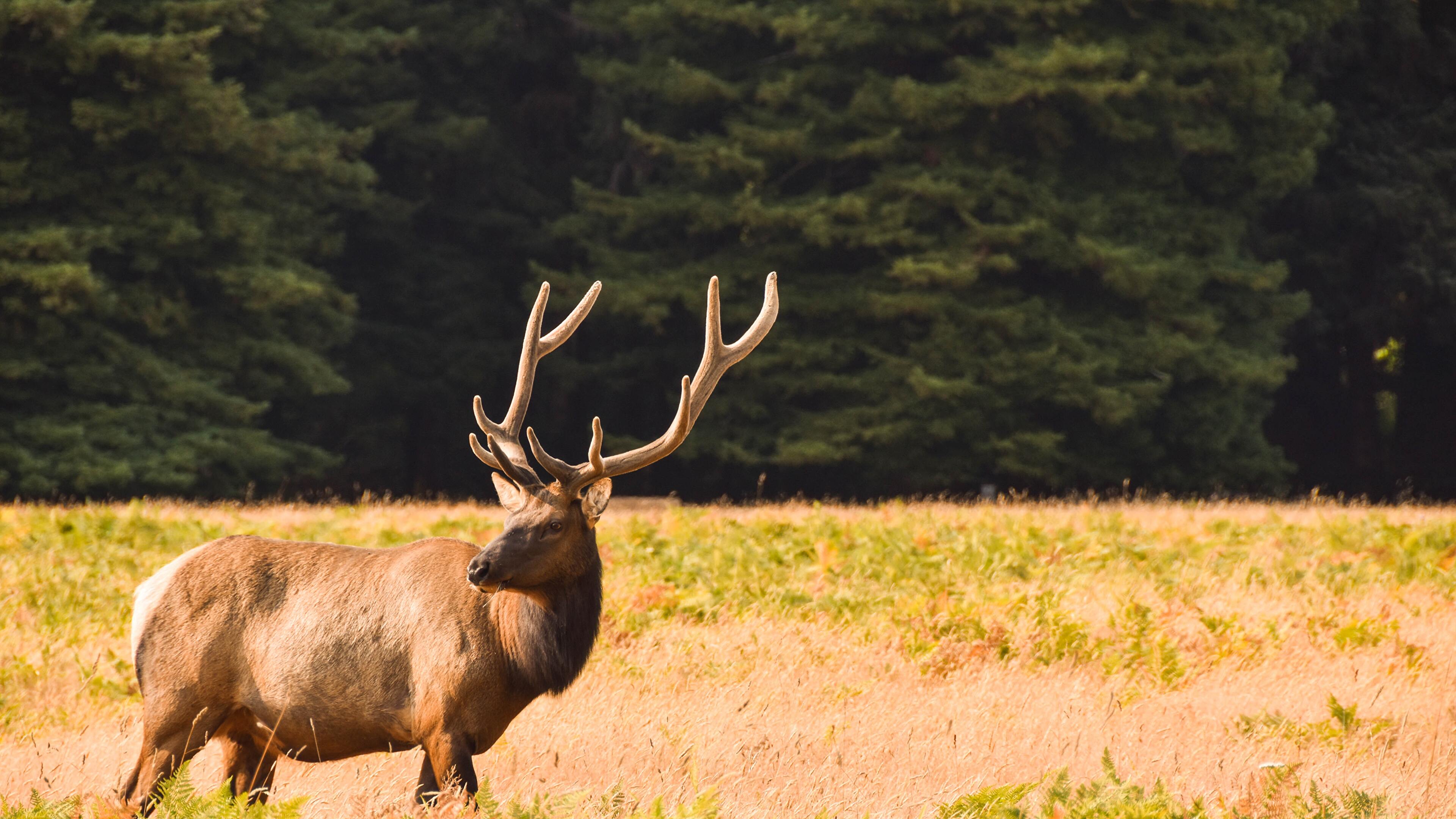 4K Elk Wallpapers - Top Free 4K Elk Backgrounds - WallpaperAccess