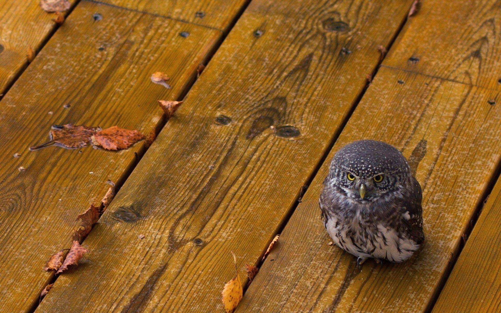 1920x1200 Animals birds owls wood babies cute predator eyes feather rain wet leaves autumn fall seasons wallpaperx1200