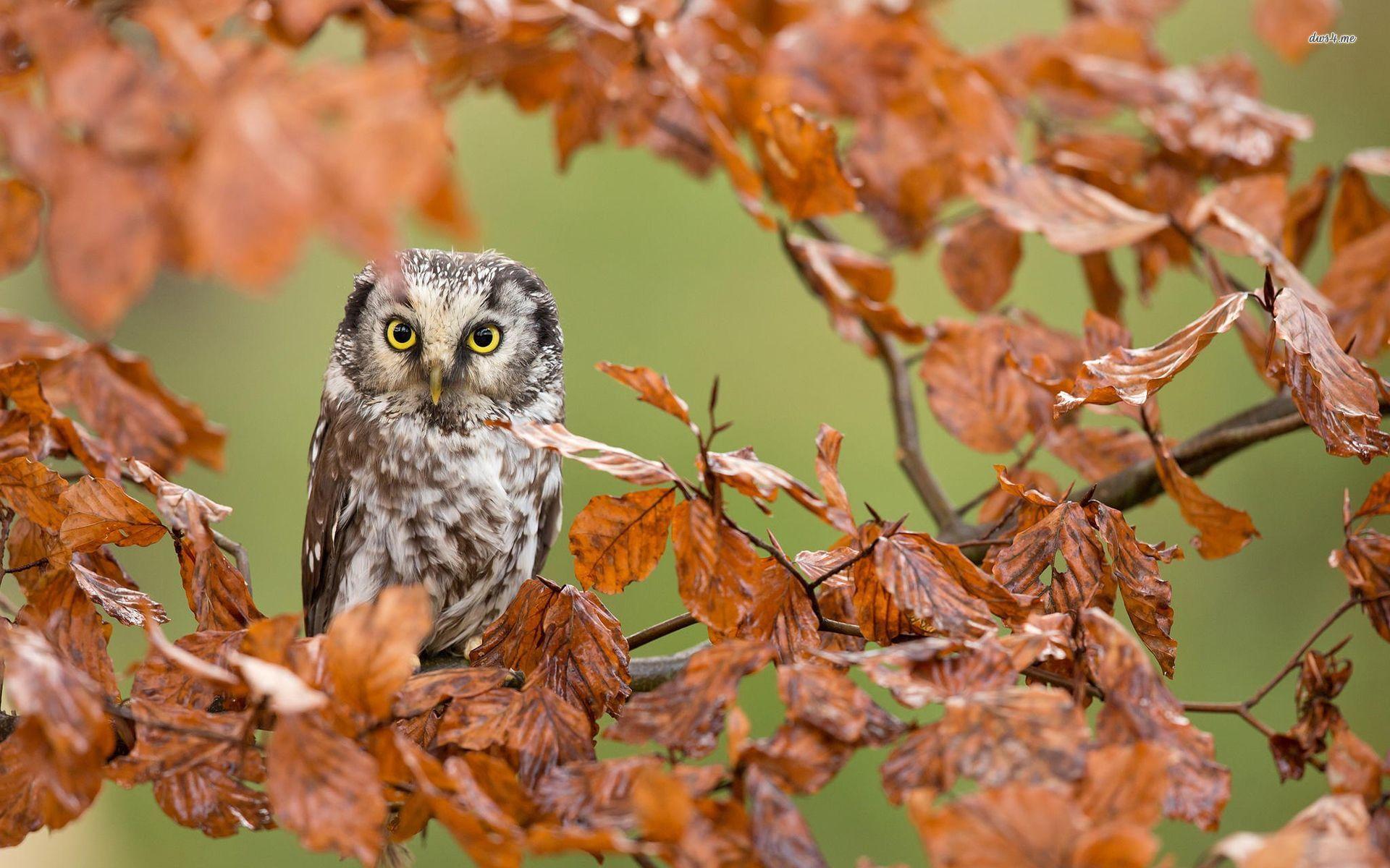 1920x1200 Fall Owl Wallpaper