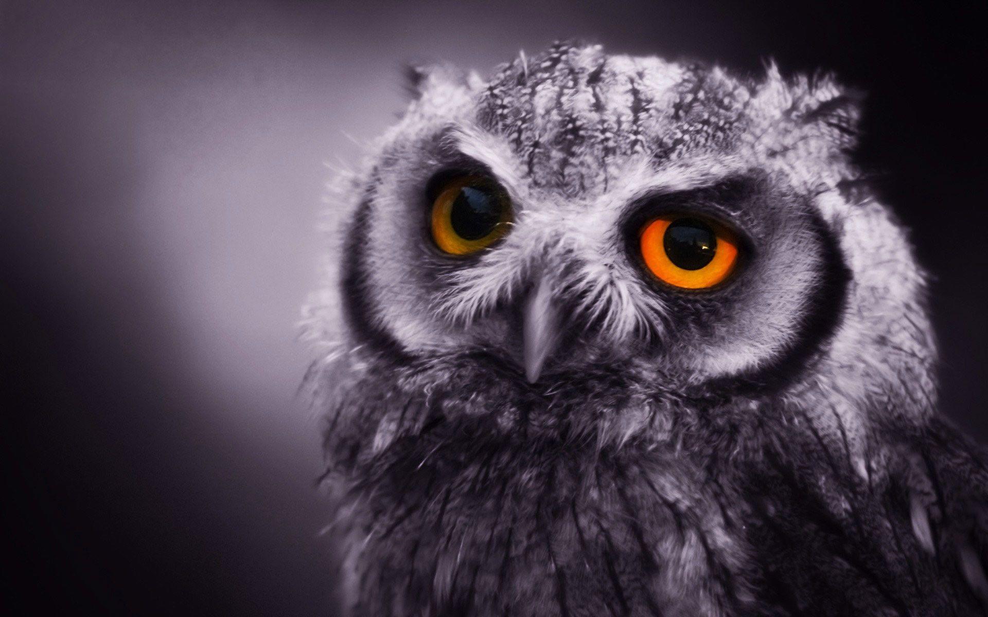 1920x1200 Beautiful Owl Background For Computer