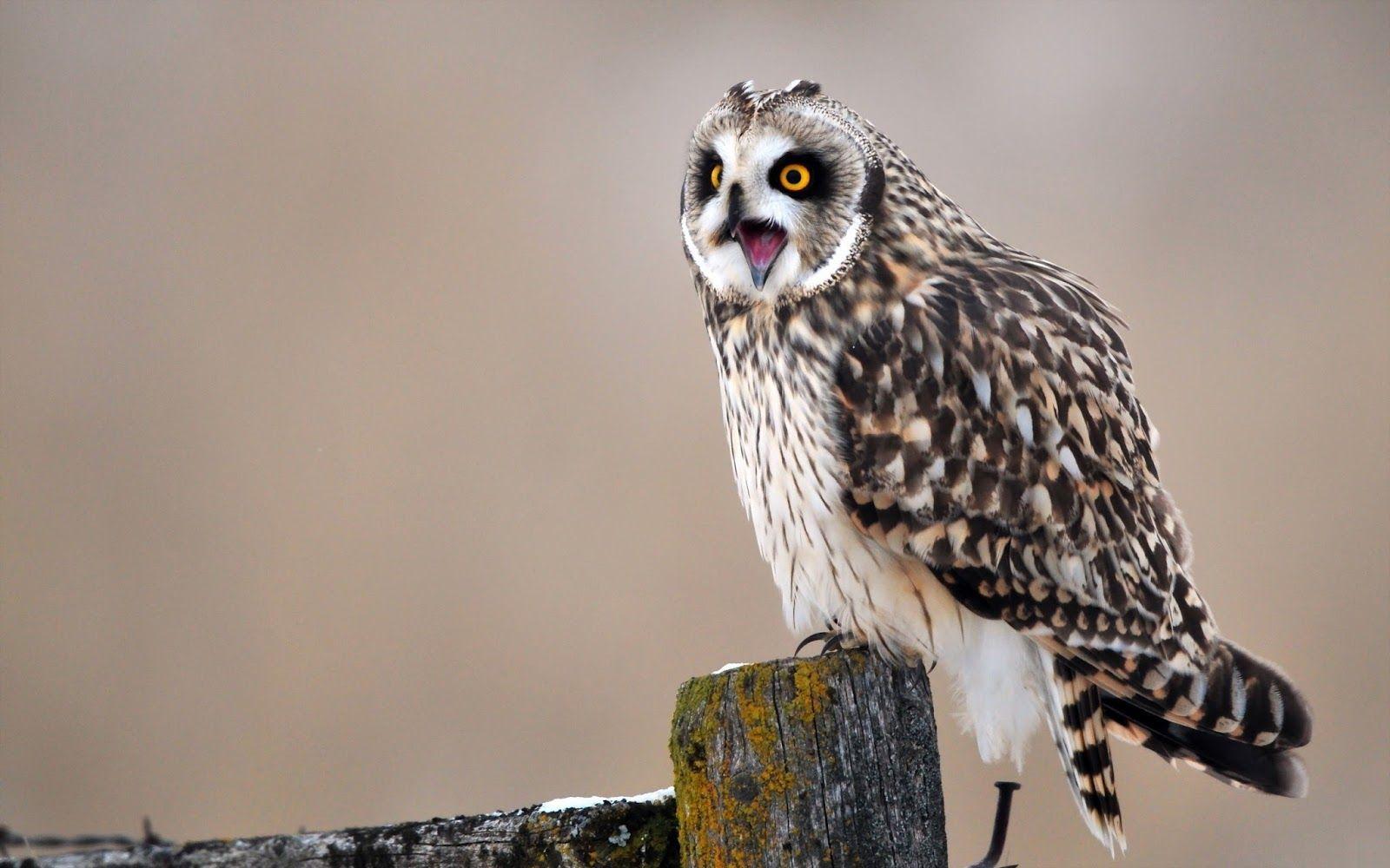 1600x1000 HD 4K Owl Wallpaper 1080p For Desktop (2020)