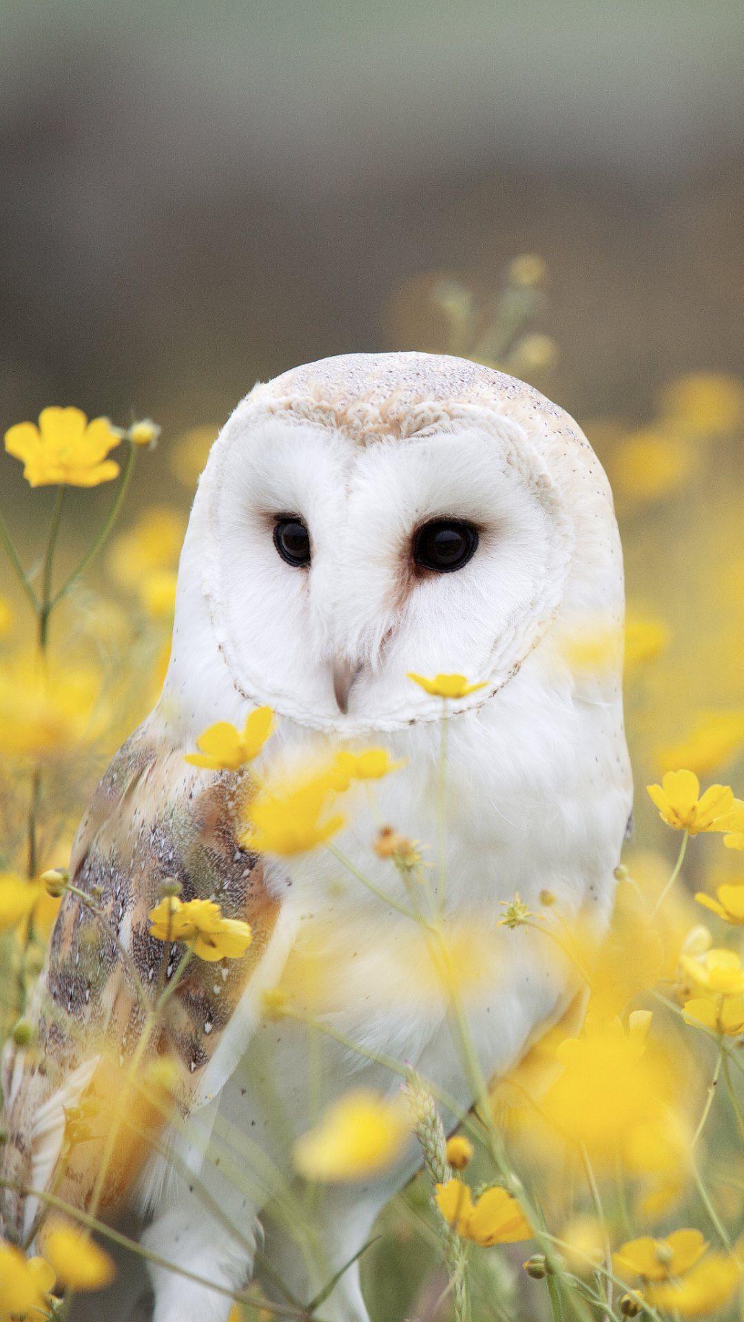 1080x1920 Fall Owl Wallpaper