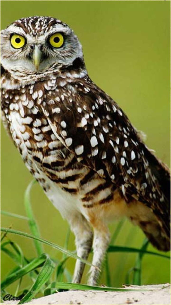 720x1280 Owl Wallpaper for Android