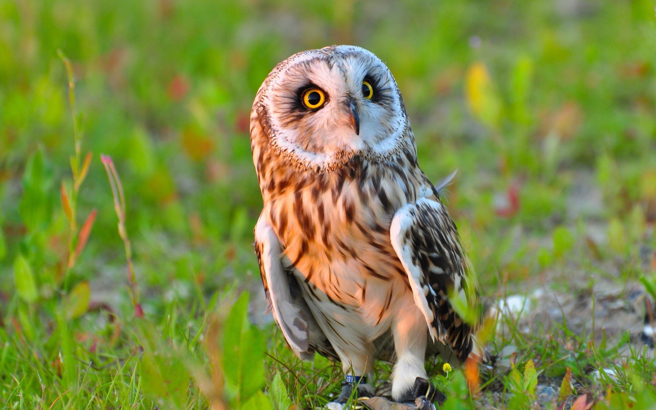 2560x1600 Cute Owl Desktop Wallpaper .