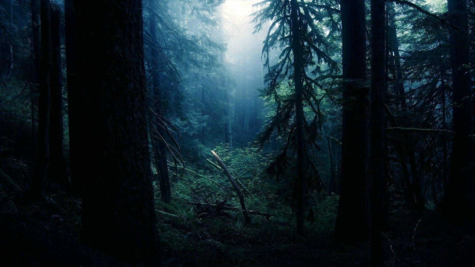 1920x1080 1920x1080 forest wallpaper for computer