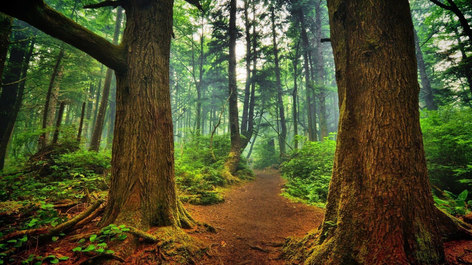 1920x1080 HD Forest Wallpaper 2020