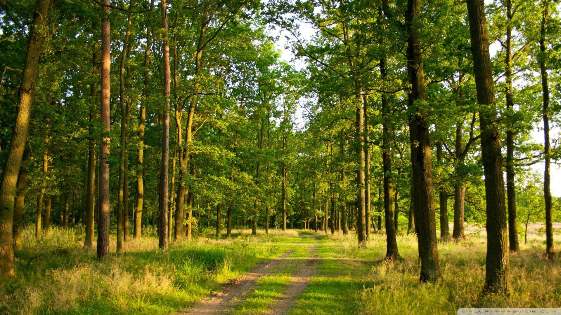 1920x1080 Free download Summer Forest Wallpaper 1920x1080 Summer Forest [1920x1080] for your Desktop, Mobile & Tablet. Explore Forest Wallpaper 1920x1080. HD Forest Wallpaper, Dark Forest HD Wallpaper, Wallpaper 1080p Forest