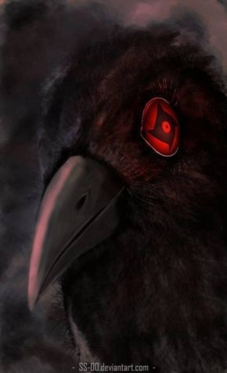 780x1280 Crow wallpaper